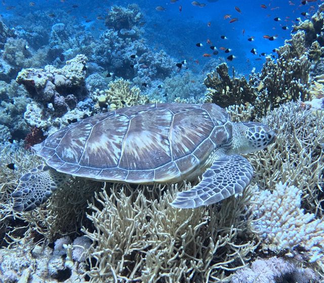 Green turtle resting on the reef