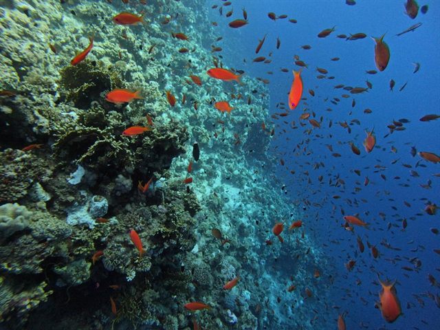 A cloud of anthias along the reef wall