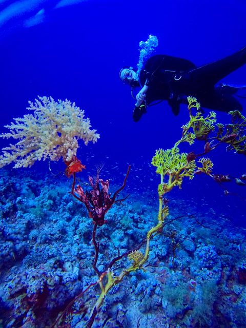 Diver above the coral garden