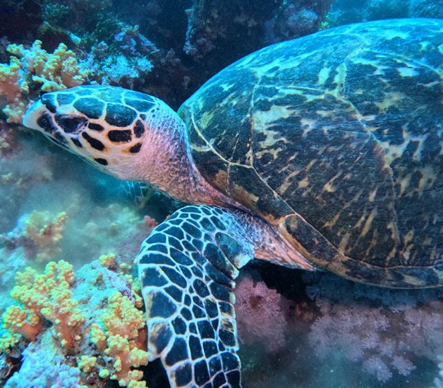 Hawksbill turtle up close