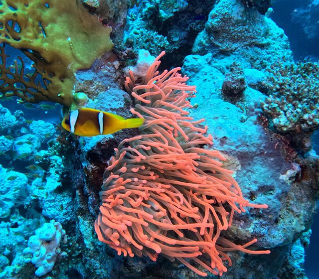 Clownfish in its anemone