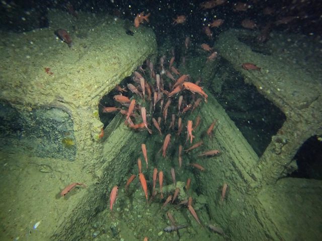 Soldierfish inside the wreck