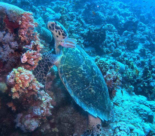 Hawksbill among the soft corals