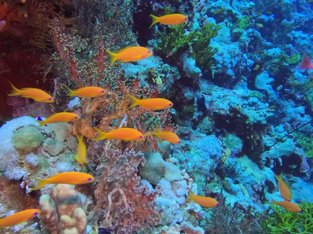 Anthias over the coral