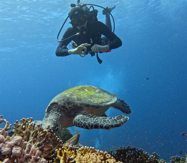 Meeting a green turtle