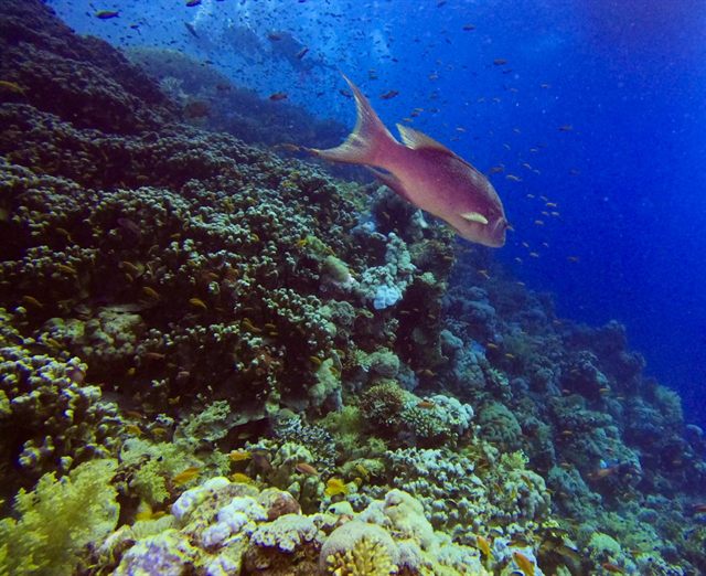The reef slope dropping into the blue